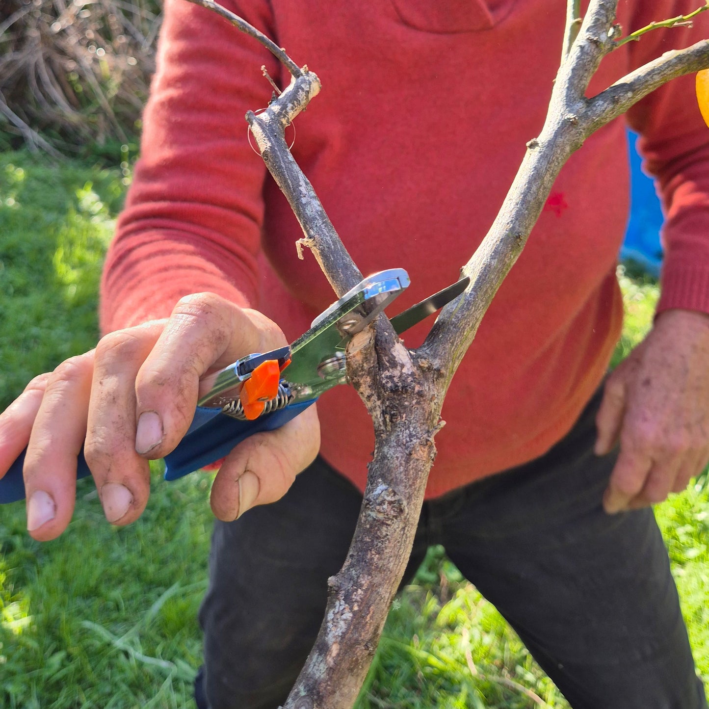 Person pruning a branch with garden shears in an outdoor setting