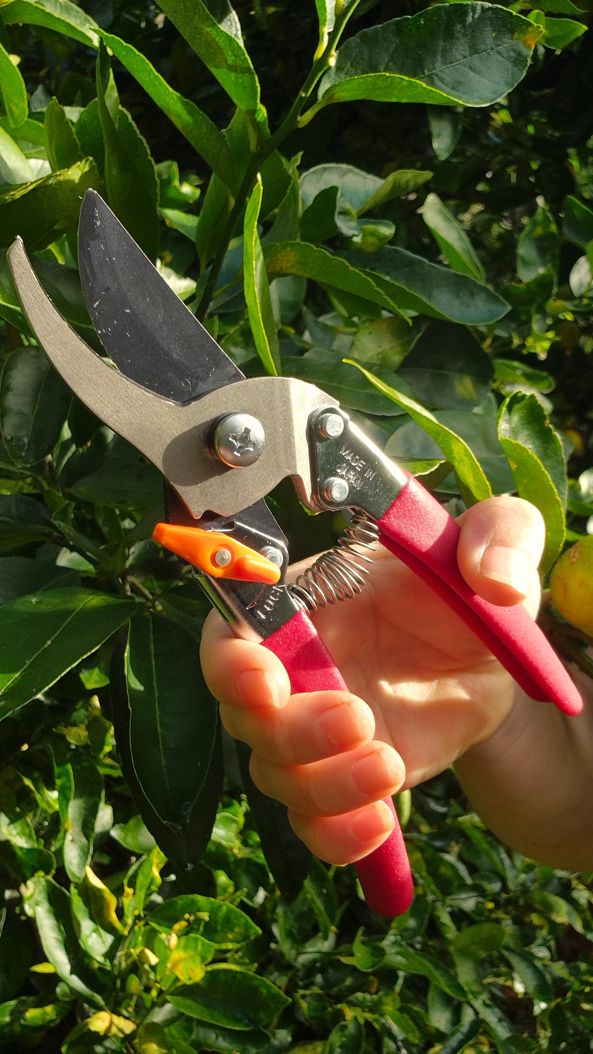 Heavy Duty ByPass Secateurs